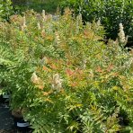 Tavoľníkovec jarabinolistý (Sorbaria sorbifolia) ´SEM®´ - výška 20-30 cm, kont. C3L